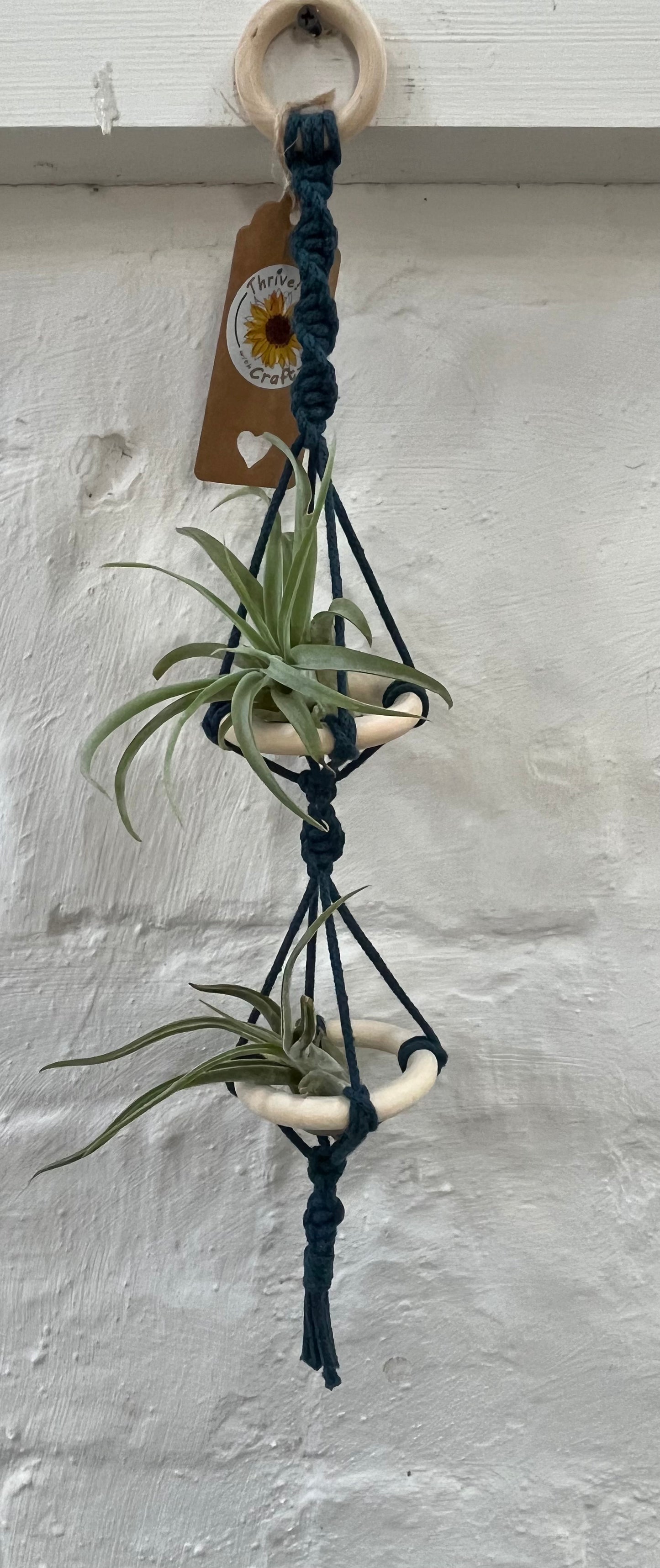 The Aloe