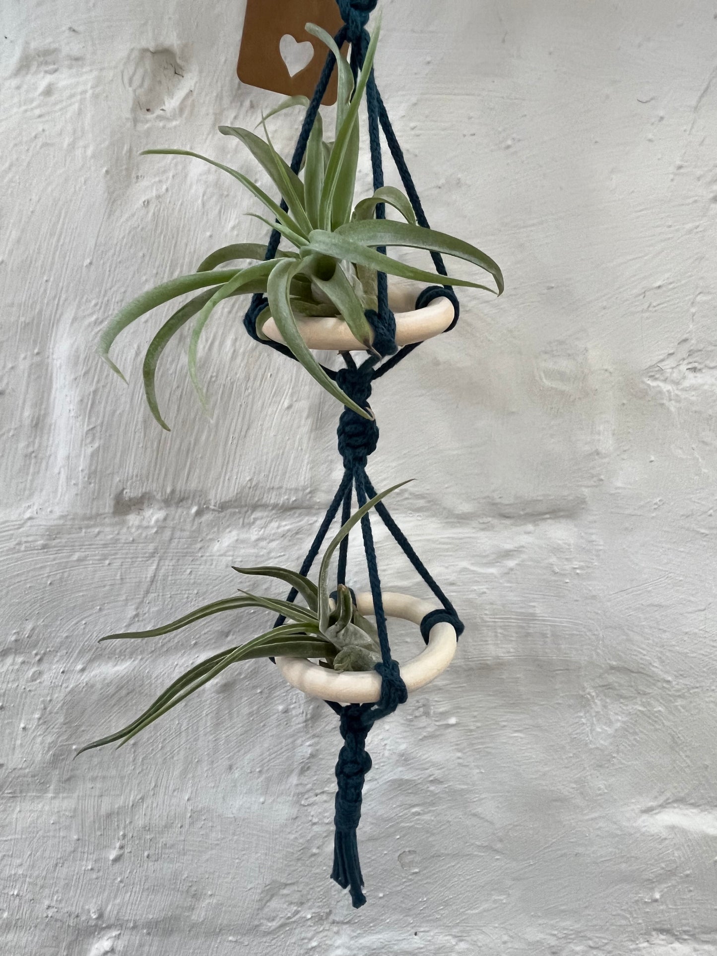 The Aloe